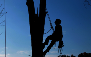 tree removal service