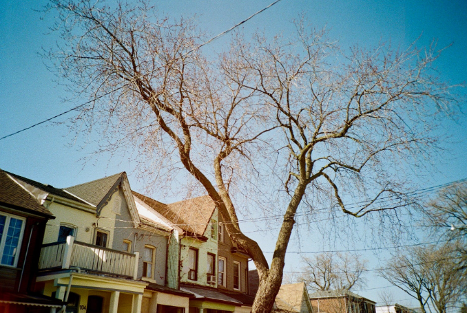 tree removal service