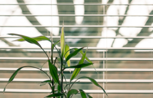 plants