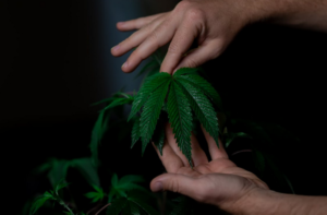 marijuana